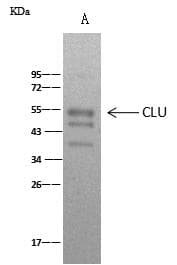 CLU / Clusterin Antibody (Preservative Free)