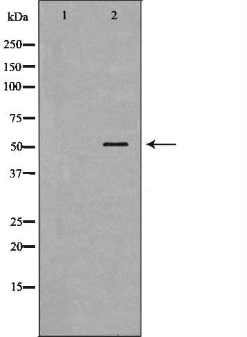 BPI Antibody