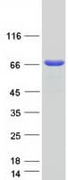 Human GTF2E1 Protein (Recombinant Myc-DDK (Flag))