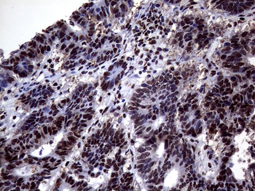 ANP32C Antibody (clone OTI10A10, Carrier-free)