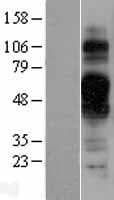 TMEM30B Protein (Over-Expression Lysate Myc-DDK (Flag))