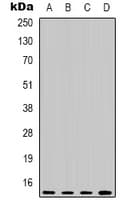 HIST1H3H Antibody