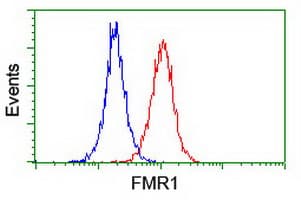 FMR1 / FMRP Antibody (clone OTI3B4)