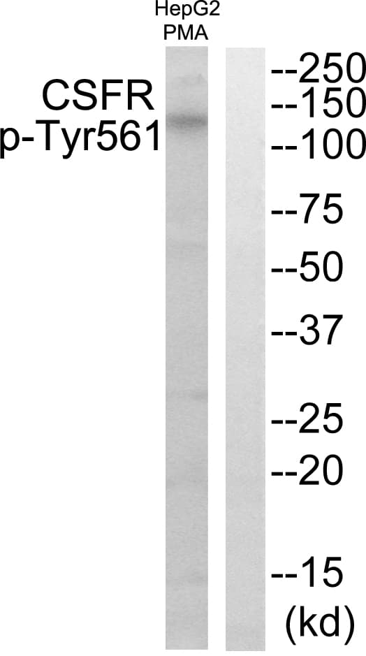 Polyclonal Rabbit anti-Human CSF1R / CD115 / FMS Antibody (phospho-Tyr561, IHC, WB)