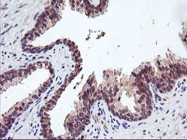 USP10 Antibody (clone OTI1H9)