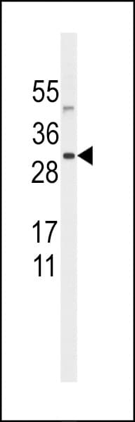 SNURF Antibody (aa4-32)
