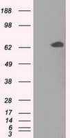 GPI Antibody (clone OTI7G10, Carrier-free)