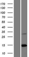 PAIP2B Protein (Over-Expression Lysate Myc-DDK (Flag))
