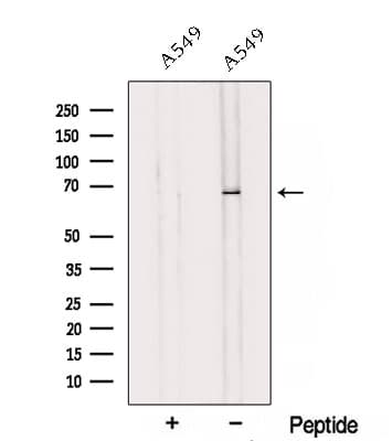 NELFCD / TH1L / TH1 Antibody