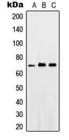 IHC-plus™ Polyclonal Rabbit anti-Human PTGS1 / COX-1 Antibody (C-Terminus, IHC, WB)