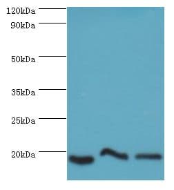 NAA50 / NAT13 / SAN Antibody (aa1-169)