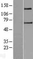 Human SLC9A2 / NHE2 Protein (Over-Expression Lysate Myc-DDK (Flag))