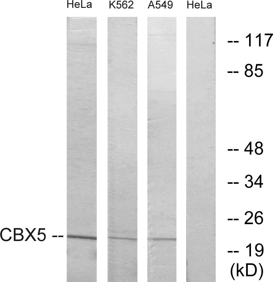 CBX5 / HP1 Alpha Antibody (aa41-90)
