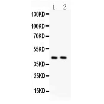 TMEM173 / STING Antibody (aa284-316)