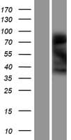 NINJ1 / Ninjurin Protein (Over-Expression Lysate Myc-DDK (Flag))