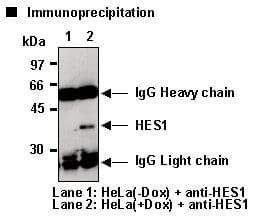 HES1 / HES-1 Antibody (clone NM1)