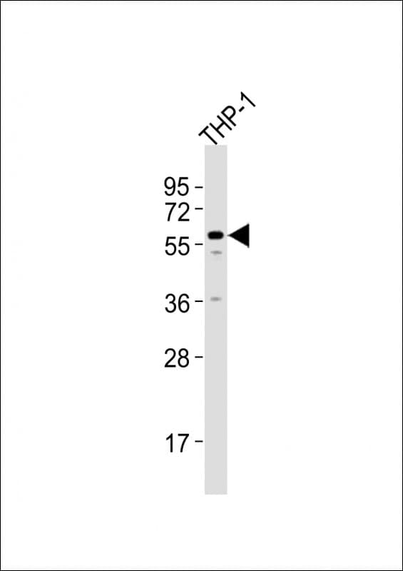 ZNF92 Antibody (aa161-195)