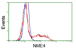 NME4 Antibody (clone OTI4E8)