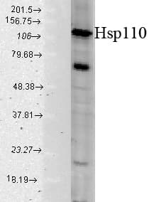 IHC-plus™ HSPH1 / HSP105 Antibody