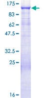 Human GAS2L1 Protein (Recombinant GST)