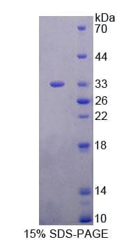 Human EF1B / EEF1B2 Protein (Recombinant His-T7, N-terminus)