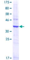Human TCEB1 / Elongin C Protein (Recombinant GST)