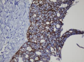 CDH1 / E Cadherin Antibody (clone OTI1G1, Carrier-free)