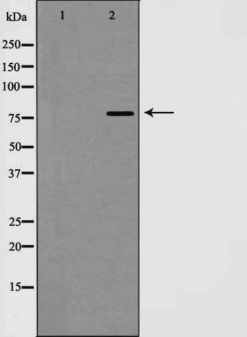 EZH1 / ENX-2 Antibody
