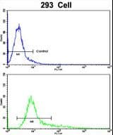 KLF11 Antibody (aa7-36)