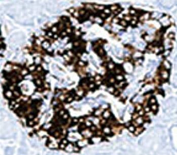 Insulin Antibody (aa1-84, clone E2-E3 + 2D11-H5 or INS04 + INS05, Azide-free, BSA-free)