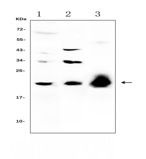 IL22 Antibody