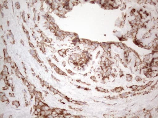 WIBG Antibody (clone UMAB208)