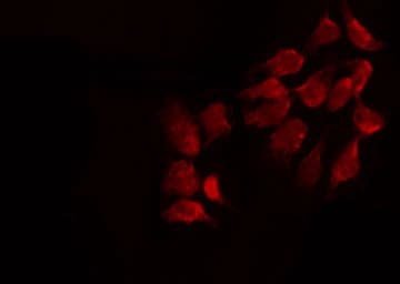 FGF18 Antibody