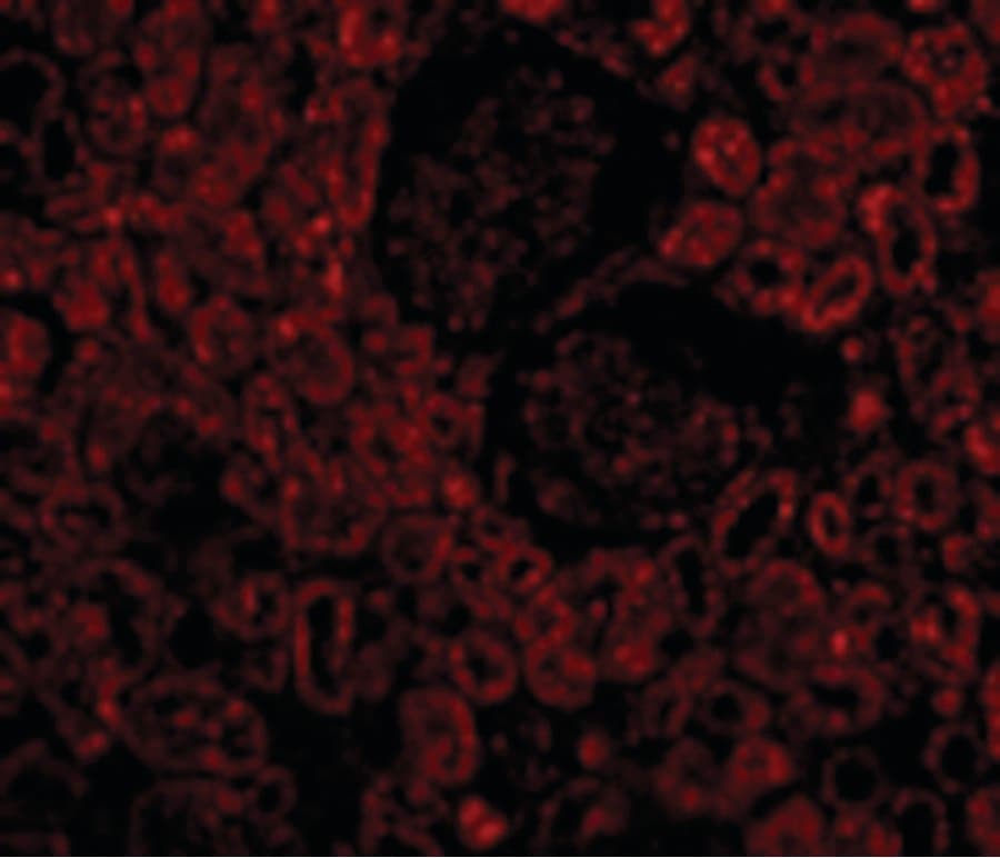 IHC-plus™ BCL2 / Bcl-2 Antibody