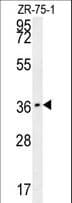 Polyclonal Rabbit anti-Human CLEC12A / CD371 Antibody (aa178-206, WB)