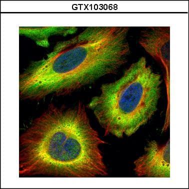 STI1 / STIP1 Antibody (aa1-300)