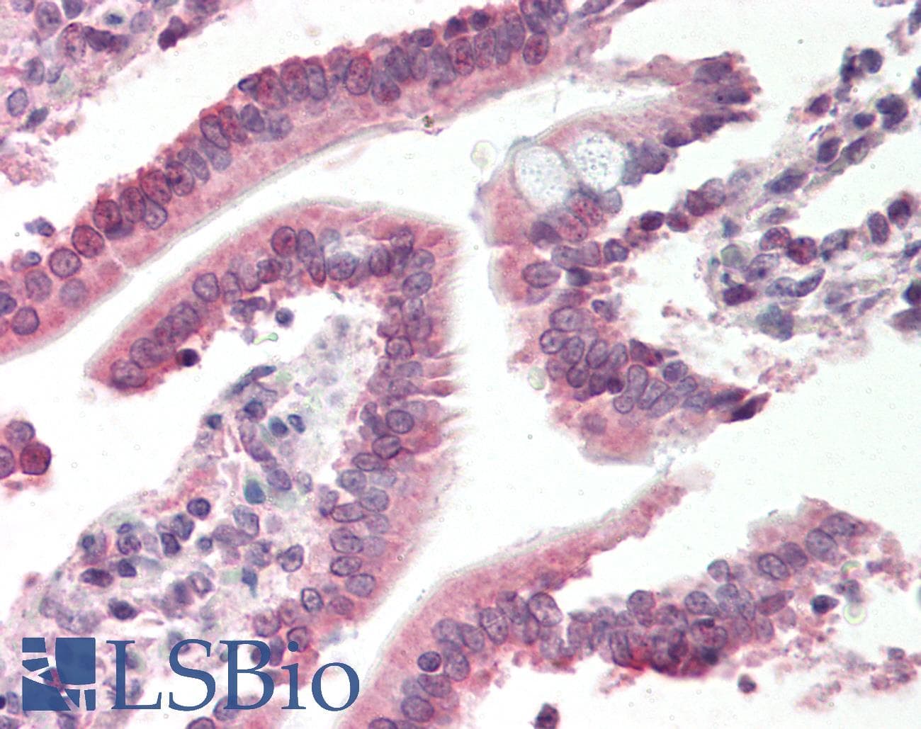 SMAD4 Antibody (N-Terminus)