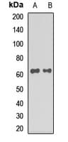STAU2 Antibody
