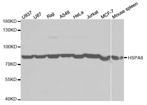HSPA8 / HSC70 Antibody