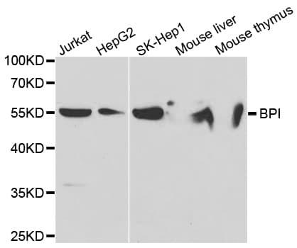 BPI Antibody