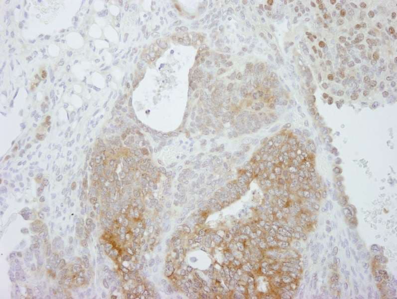 PRMT5 Antibody (aa580-C-term)