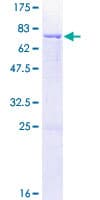 Human CPM / Carboxypeptidase M Protein (Recombinant GST)