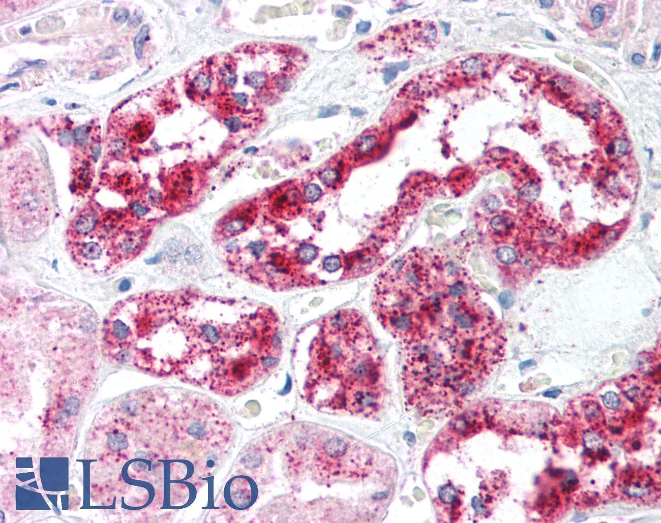 PathPlus™ Polyclonal Rabbit anti-Human HTRA2 / OMI Antibody (IHC, IF, WB)