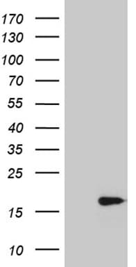 POLR2J Antibody (clone OTI1H4)