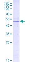 Human FATE1 Protein (Recombinant GST, N-terminus)
