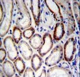 BCAT2 Antibody (aa309-336)