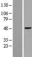 RAD23B / HR23B Protein (Over-Expression Lysate Myc-DDK (Flag))