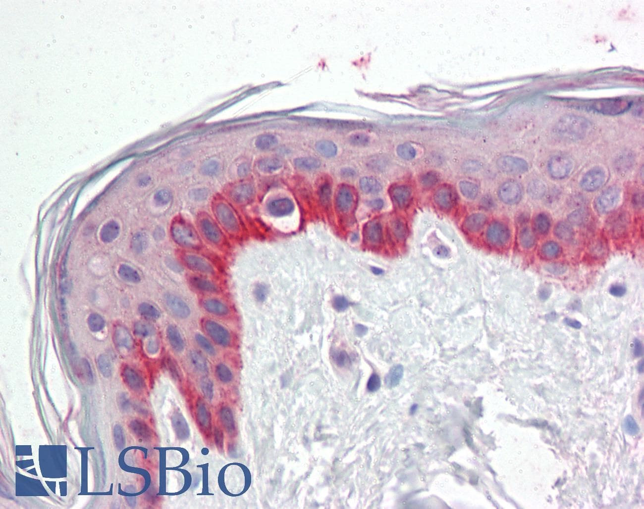 IHC-plus™ PRC1 Antibody