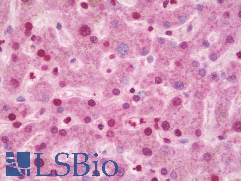 IHC-plus™ CIDEA / CIDE-A Antibody (aa181-209)