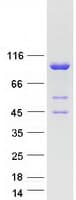 Human MOCOS / MoCo Sulfurase Protein (Recombinant Myc-DDK (Flag))